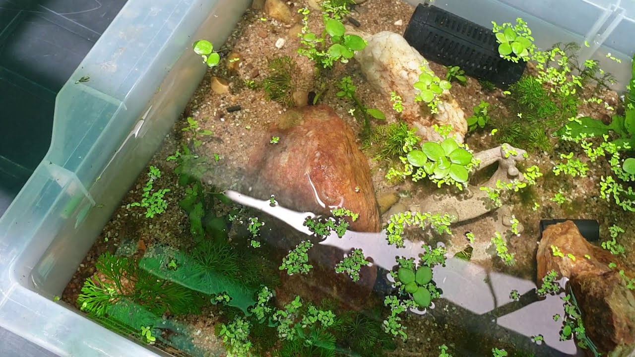 White Cloud Minnow Breeding, no filter, outside pond