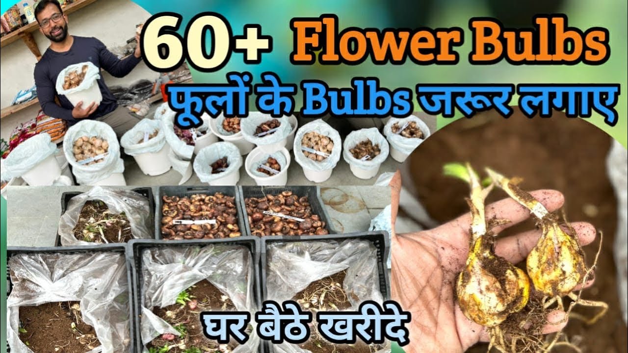 इन 60 Flower Bulb फूलों के पौधो को जरूर लगाए ! Grow These Winter Flower Bulbs Holland Varity Bulbs