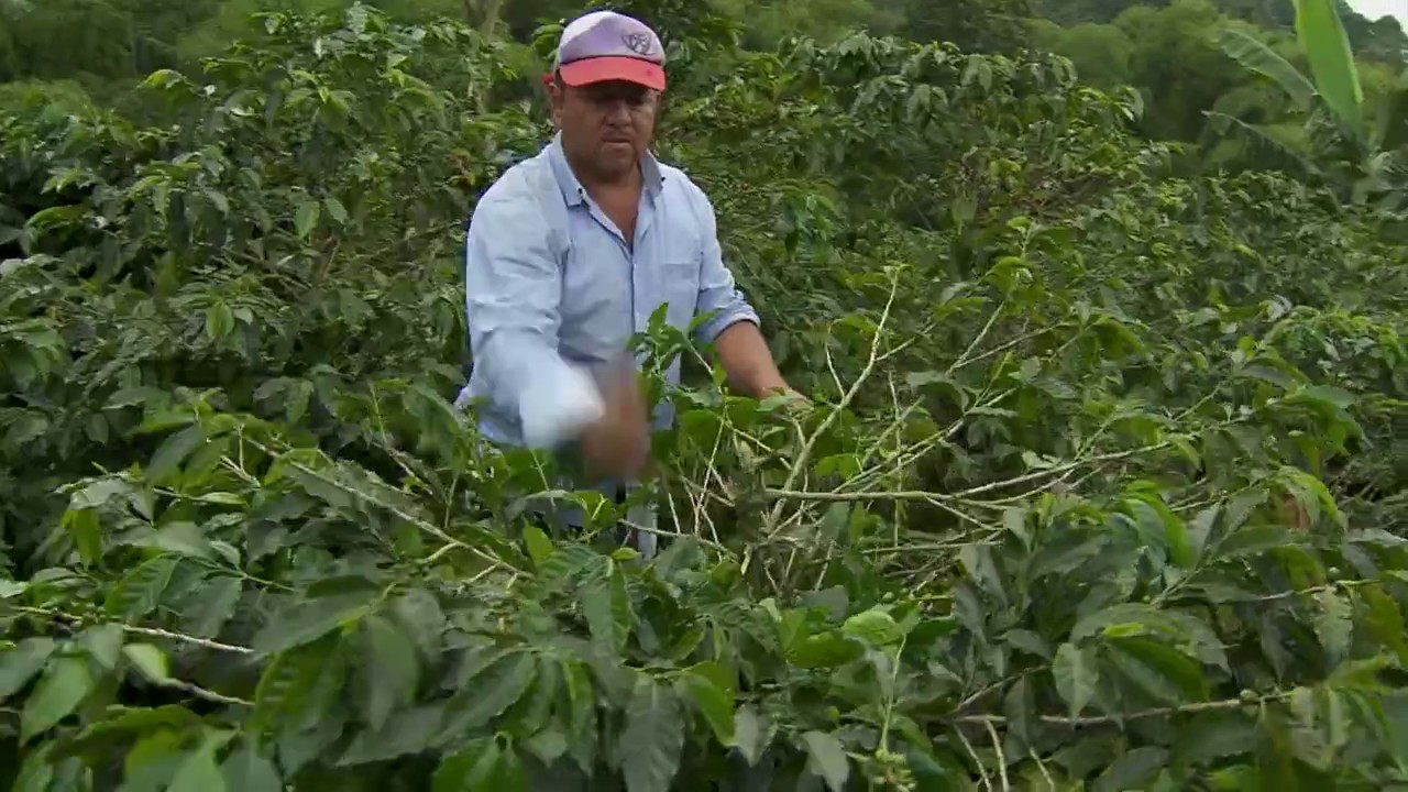 Renovación de cafetales con zoca de pulmón | La Finca de Hoy