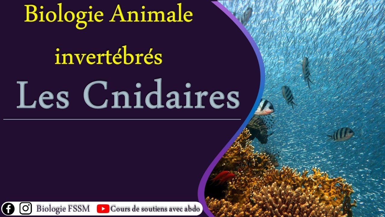 Biologie Animale des Invertébrés : Les Cnidaires