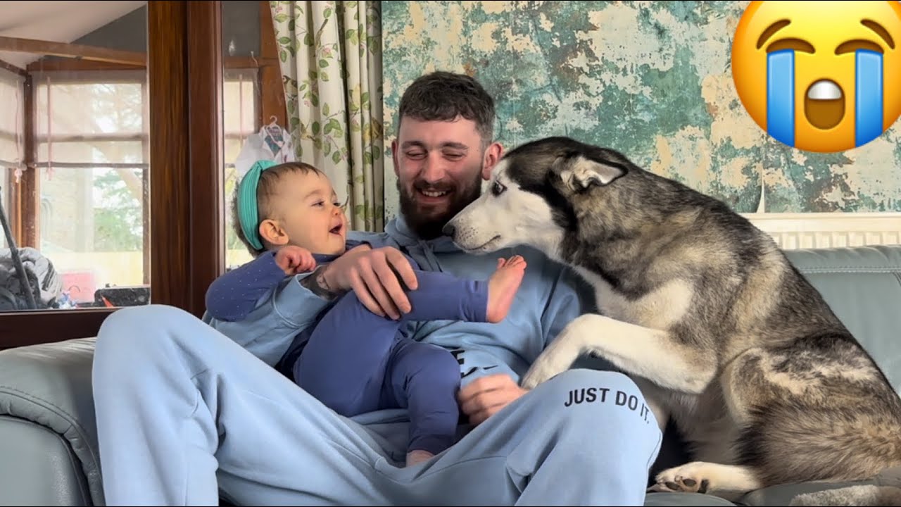Adorable Baby GIGGLES Every Time Husky Smells Her Toes!😂💖.