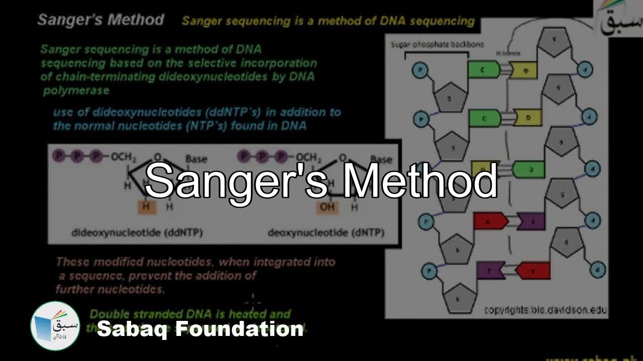 Sanger's Method, Biology Lecture | Sabaq.pk