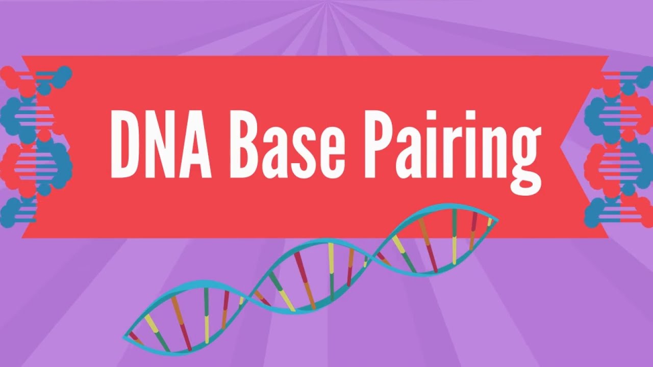 DNA Base Pairing