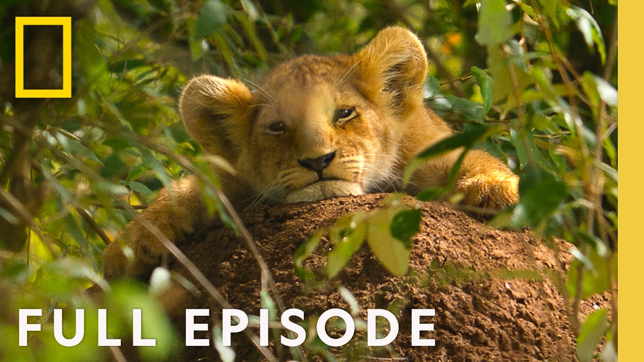 Lion: Rise of a King | A Prince is Born (Full Episode) | National Geographic