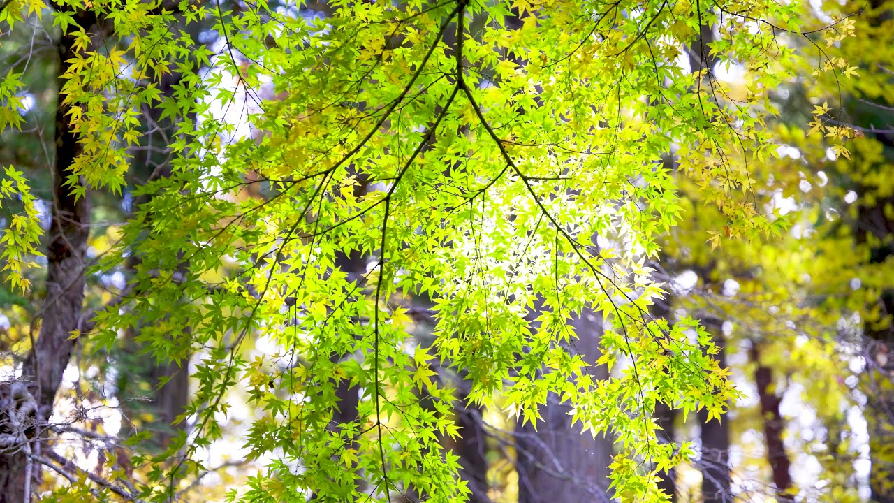 4K 桑折町半田山の紅葉 Autumn Leaves In Koori Japan 自然風景