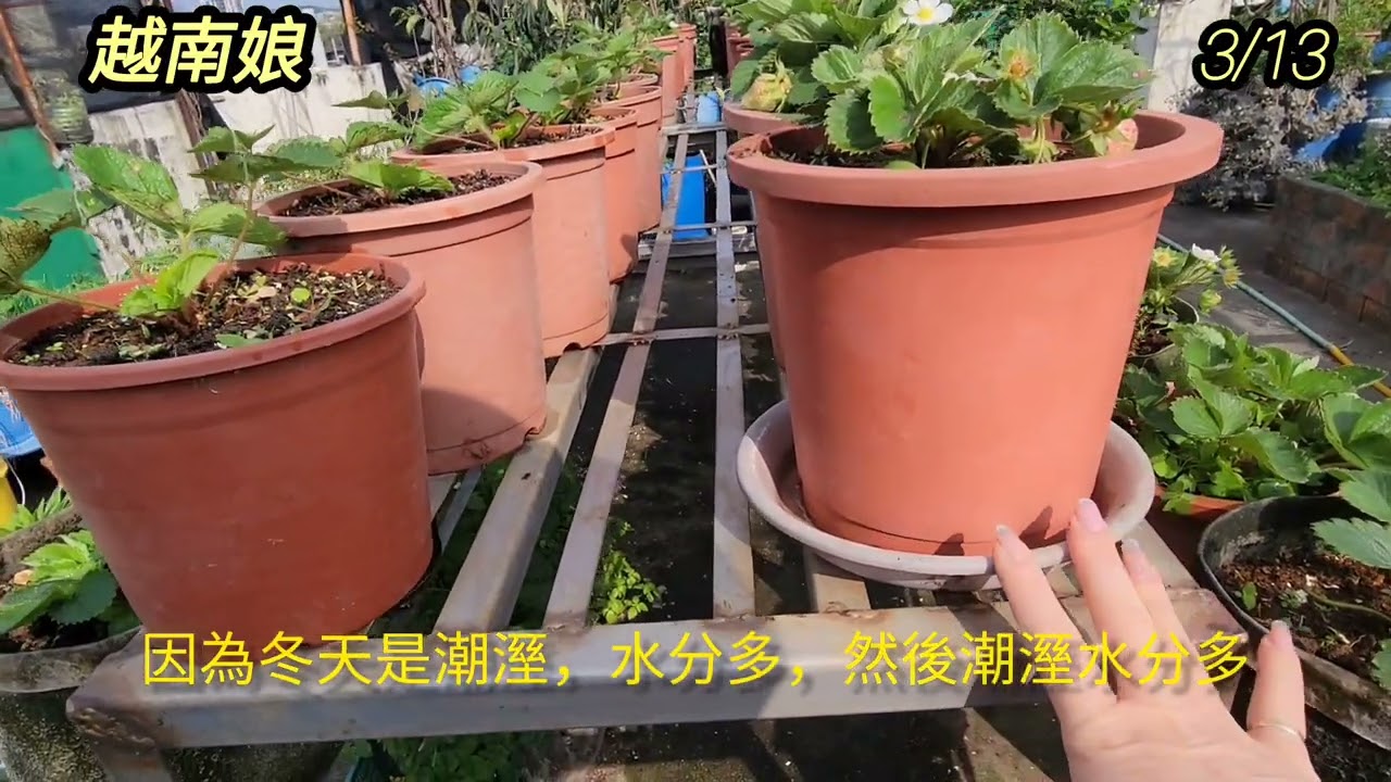 自家種草莓 ，分享參考