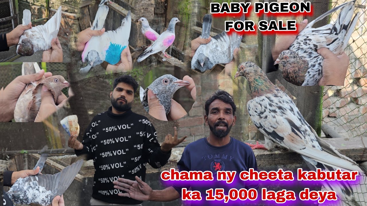 Chama ny sukhi ko cheta kabutar ka 15,000 laga deya😯baby pigeon for sale VIP
