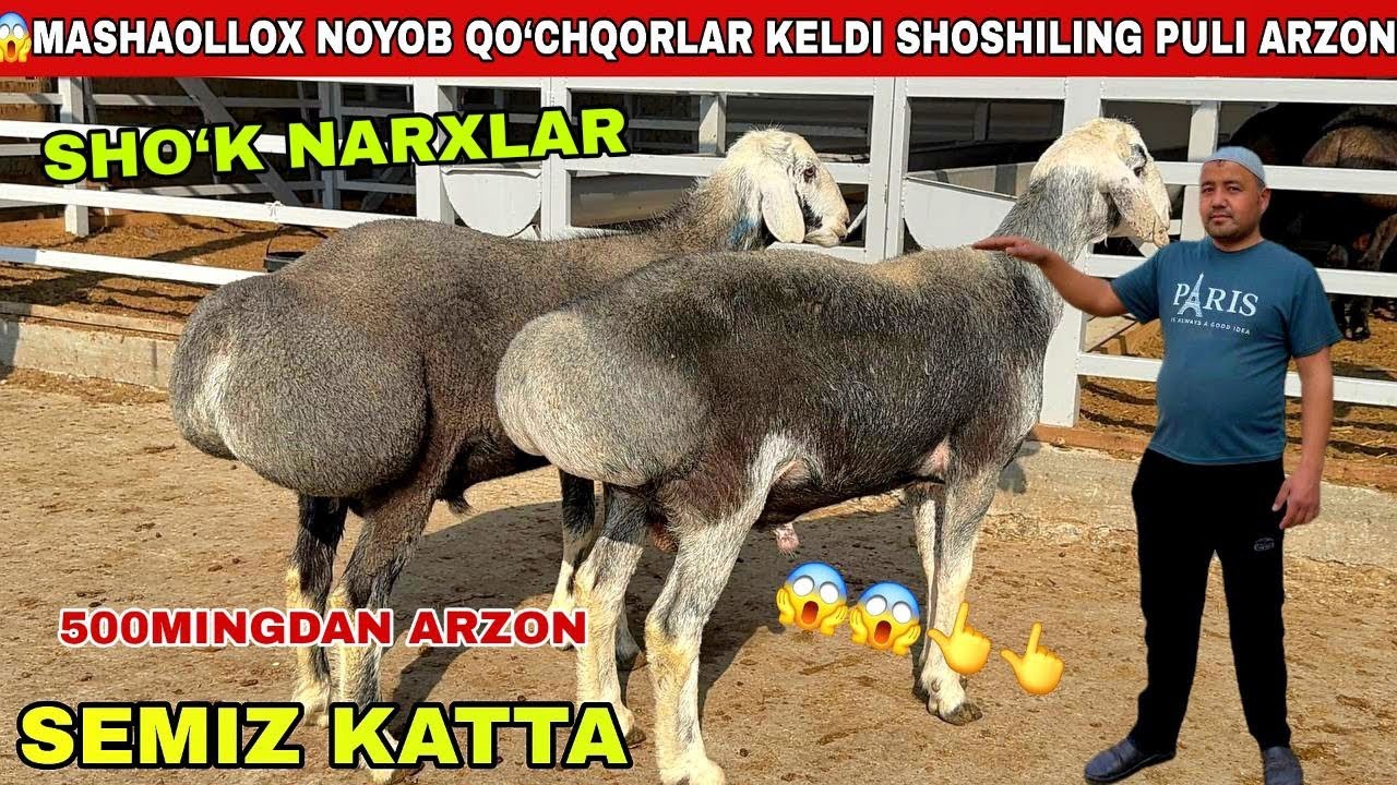 😱Mana endi olish kerak 500mingdan arzon semiz qo’chqor arik qo’yni narxida sho’k narxlar shoshiling 