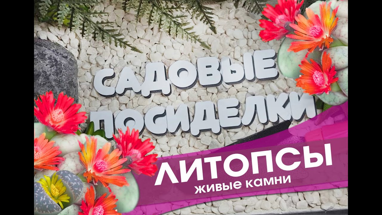 Литопсы  - секреты ухода и выращивания в домашних условиях. Проверенный способ пересадки.