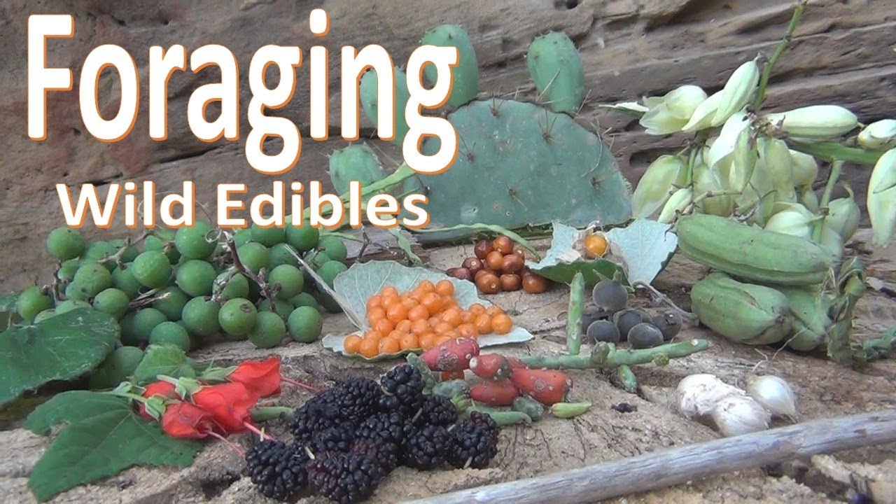 Foraging Wild Food -Survival Texas-