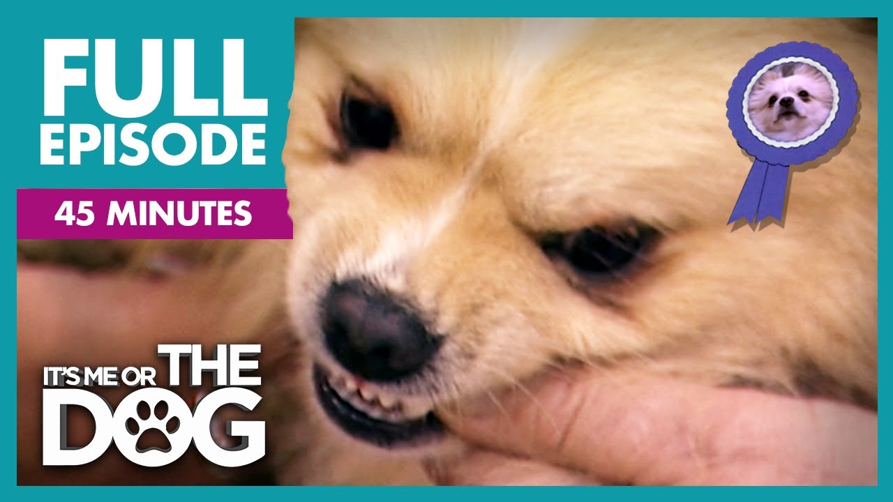 The Show Dog That Bites The Judges: Rocky and More | Full Episode | It's Me or the Dog