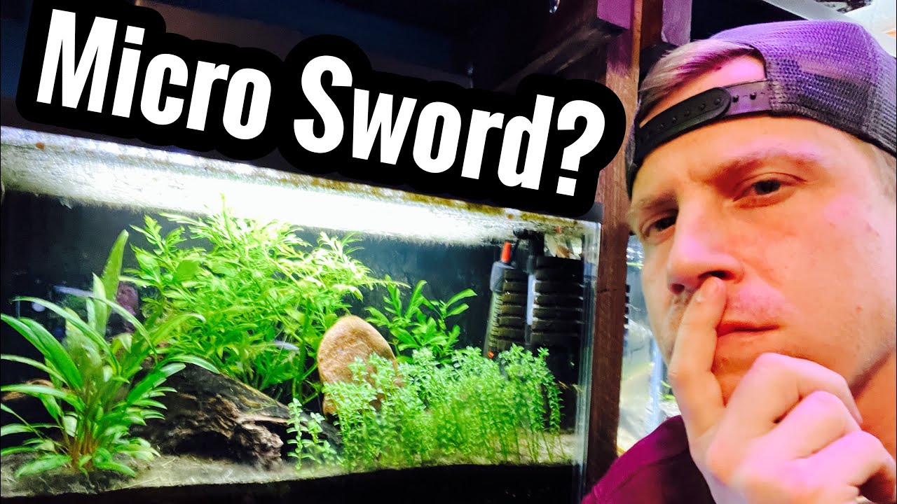 Micro Sword Carpet Plant - No CO2 Low Tech?