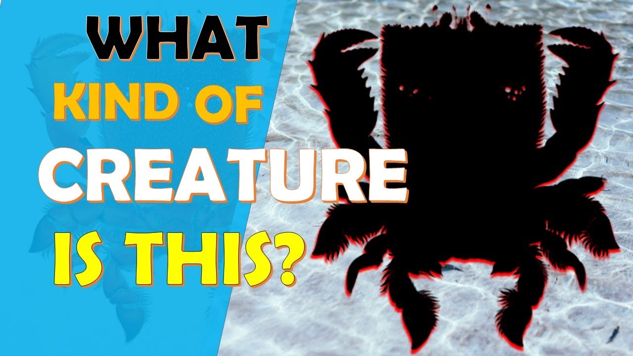 True Facts: About Spanner Crab