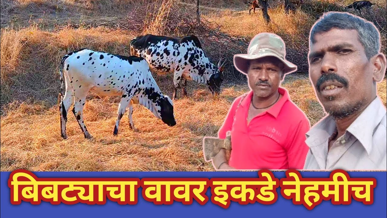 बिबट्याचा वावर इकडे नेहमीच/ram aditya marathi blog 