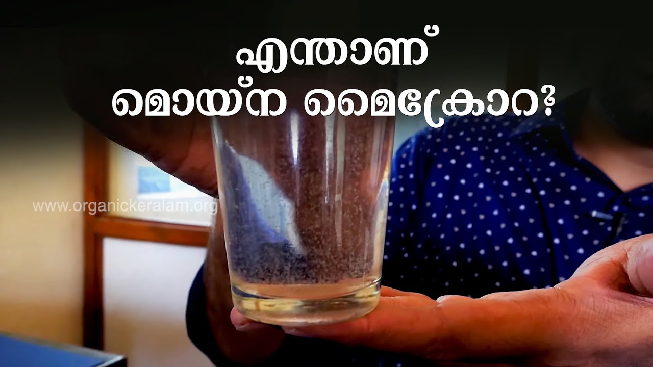 മൊയ്‌ന മൈക്രോറ,  വ്യാവസായികാടിസ്ഥാനത്തില്‍ കേരളത്തിലാദ്യം | Moina Micrura Culture | Live Fish Food