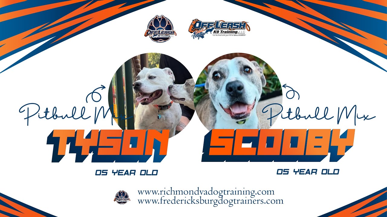 Tyson & Scooby - 5yo Pitbull Mixes - Before and After