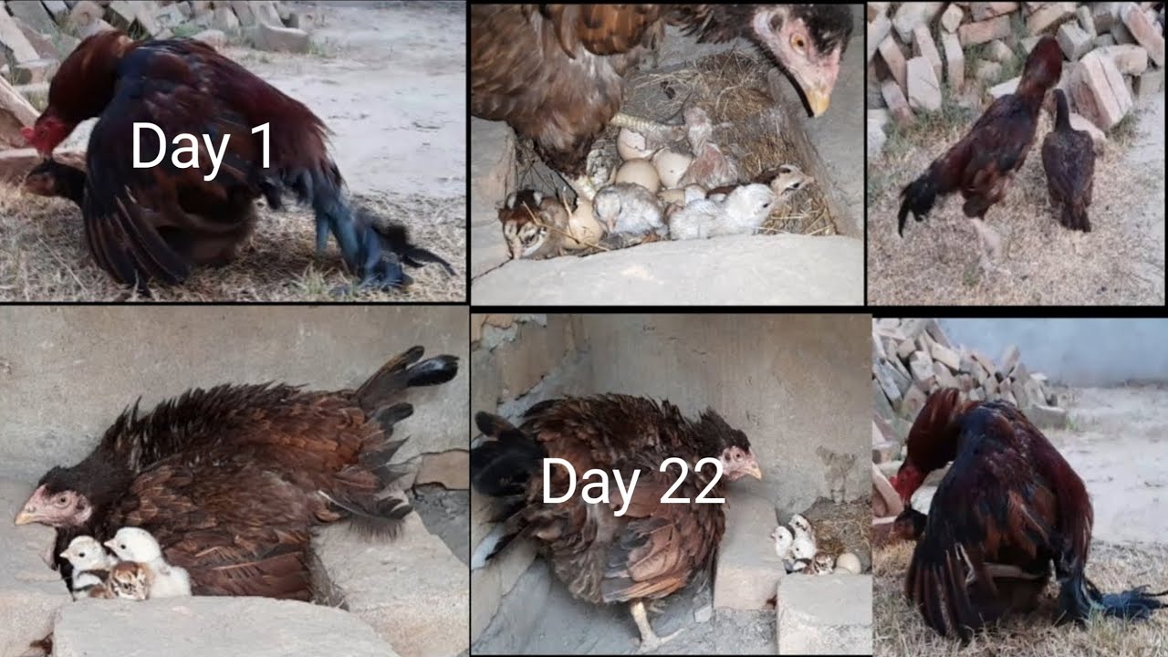 Hen 9 laying eggs || Hen 5 chicks hatched | Beautiful and colorful chicks came out || Hen baby