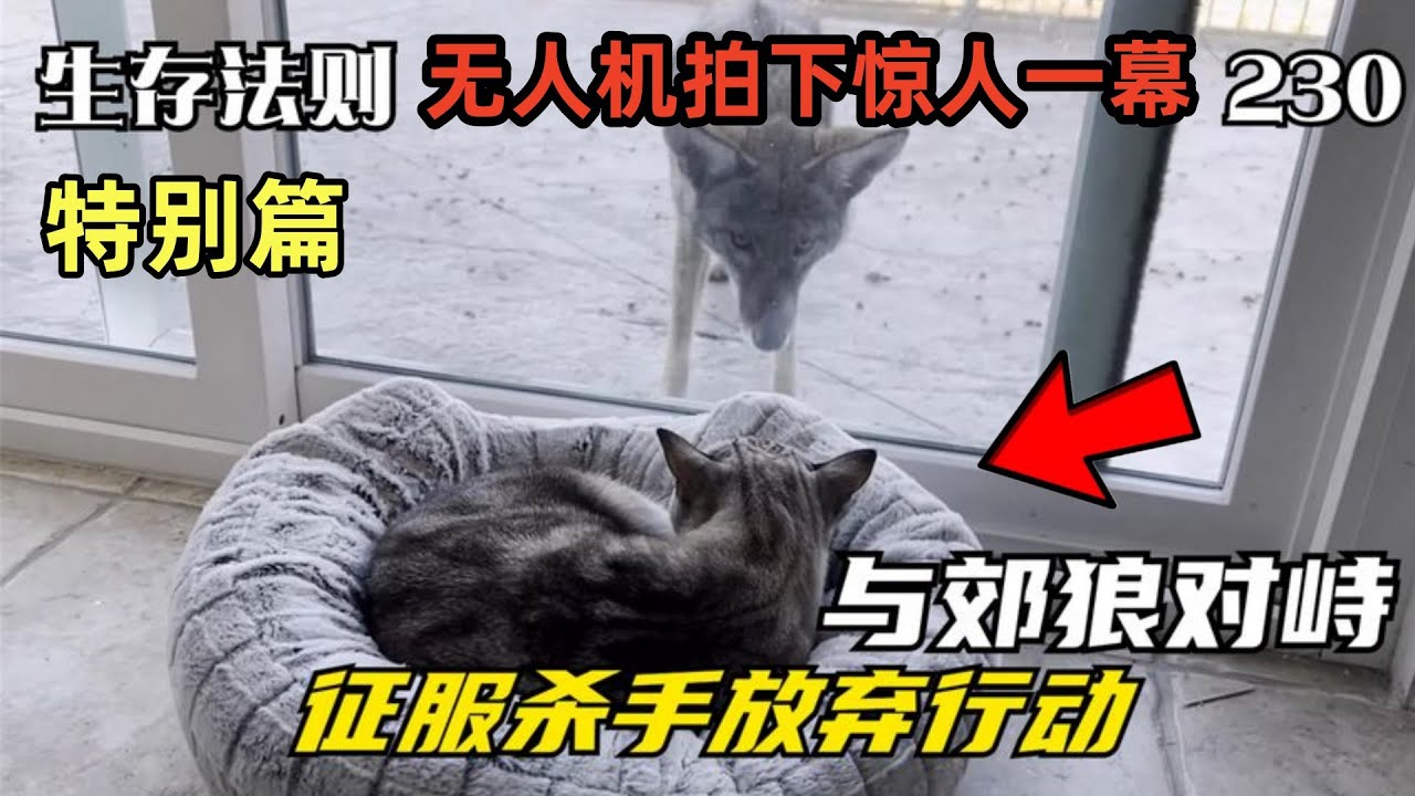 *&ldquo;暗夜猎手的凝视：郊狼与家猫的生死对峙&rdquo;*#top  #世界之最 #动物 #動物 #災難 #灾难 #腦洞大開 #美國 #灰熊#狼群 #北大村庄#可可西里#
