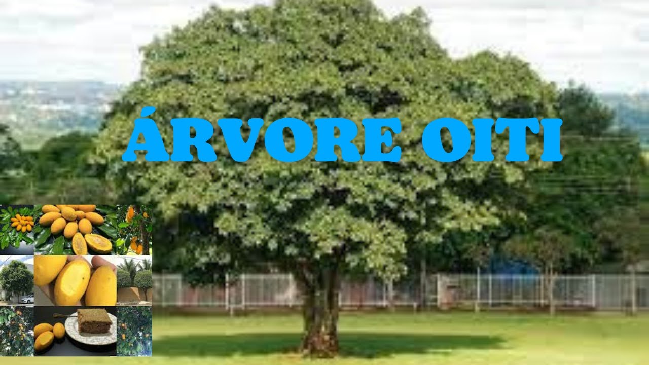 🌟Árvore Oiti