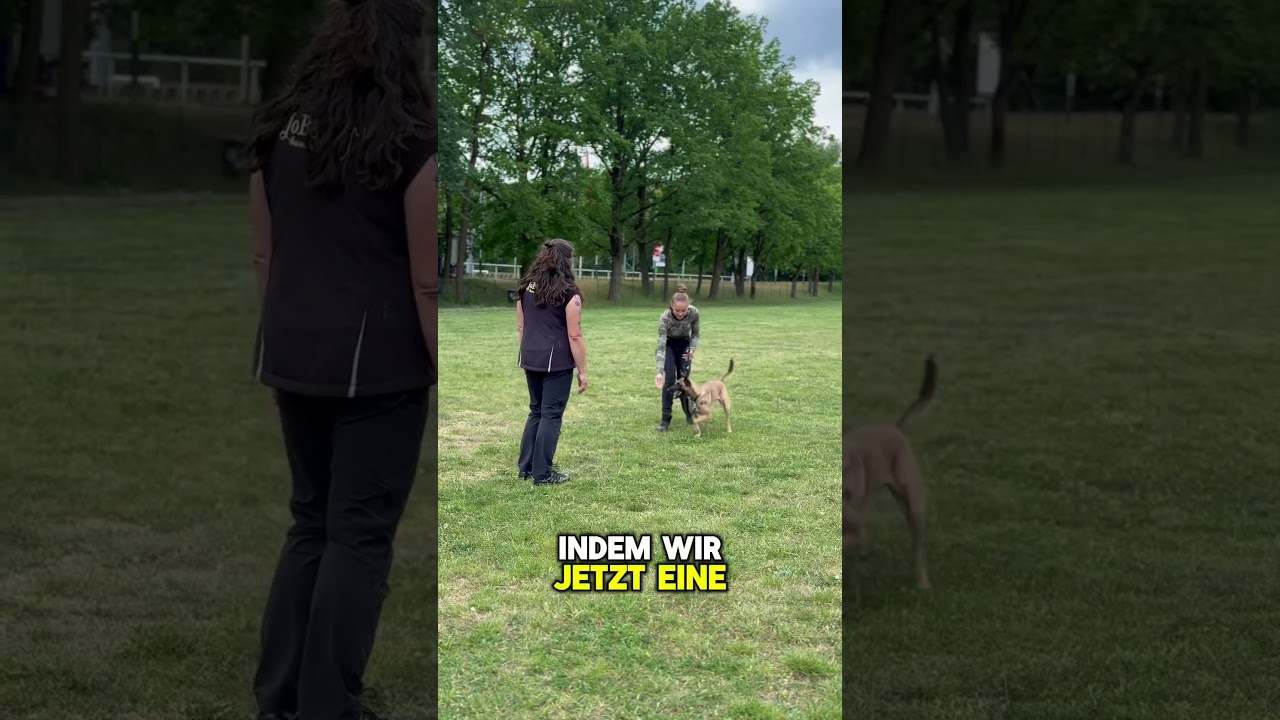 Springt euer Hund Leute an?