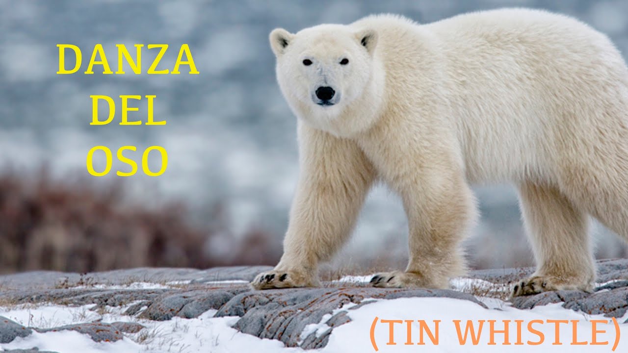 Danza del 🧸OSO🧸 (Tin Whistle)