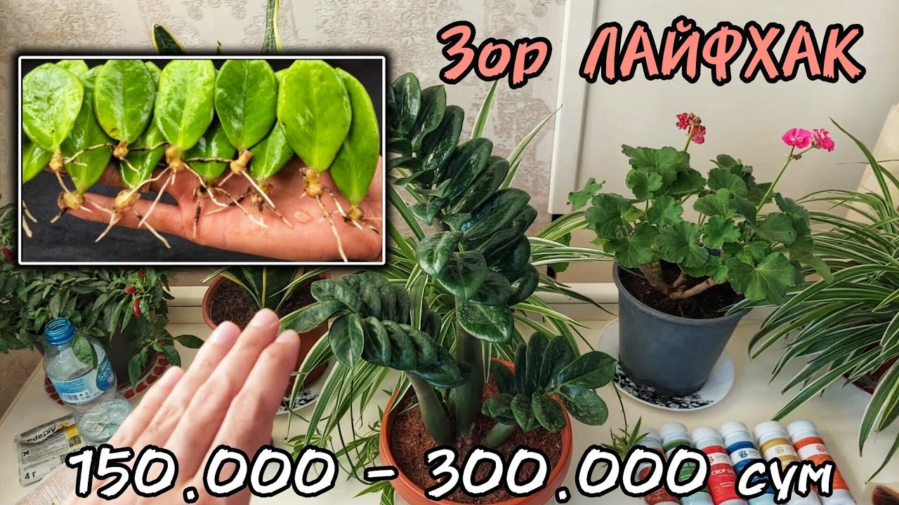 ЗАМИОКУЛЬКАС ГУЛИНИ НАРХИ НЕГА КИММАТ? 150 - 300 минг атрофида. Замиокулькас учун жуда зор ЛАЙФХАК.