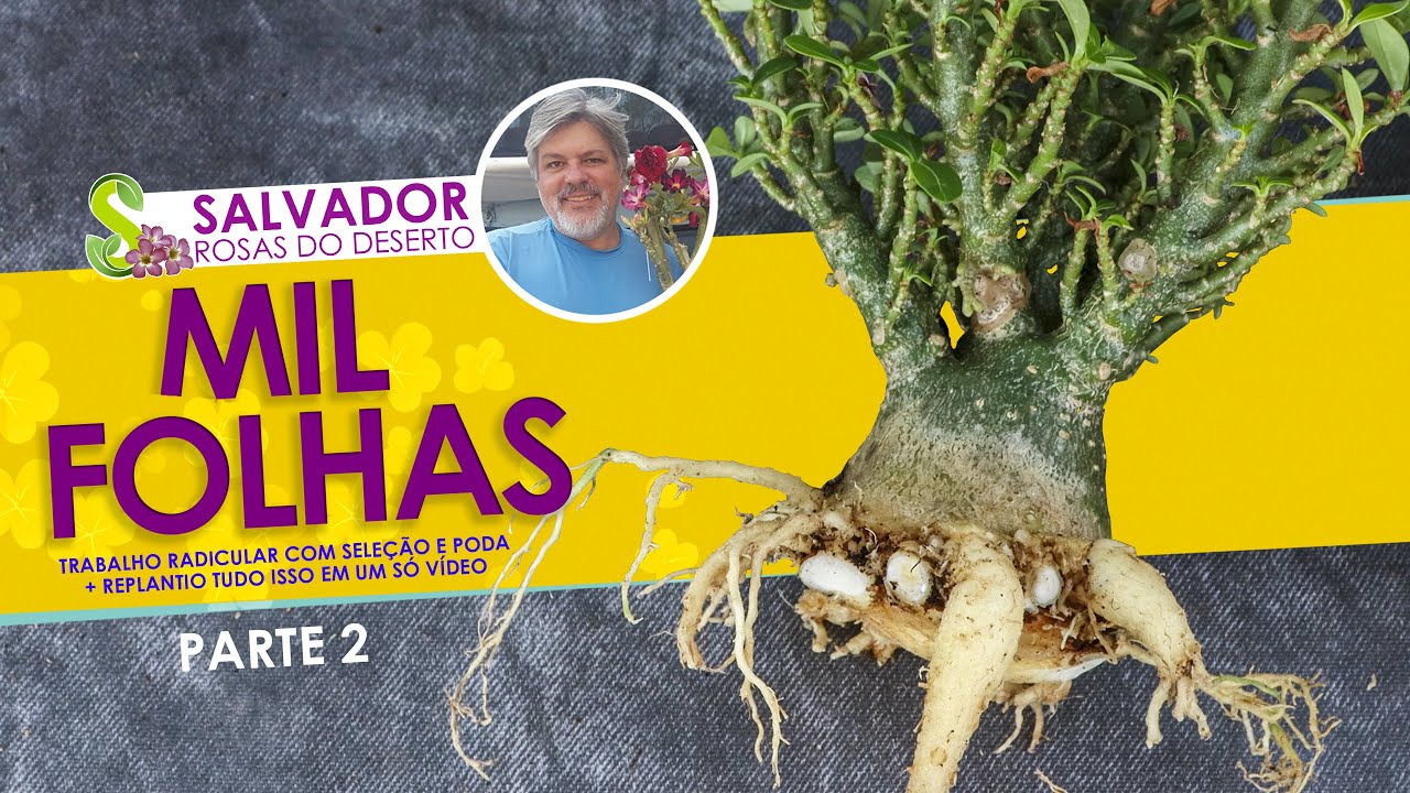 Rosa do Deserto Mil Folhas poda radical com replantio parte 2