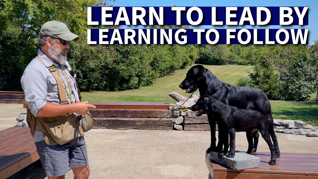 Our New British Labrador Retriever Puppy | Watch Him  Learn to Be A Mentor Dog