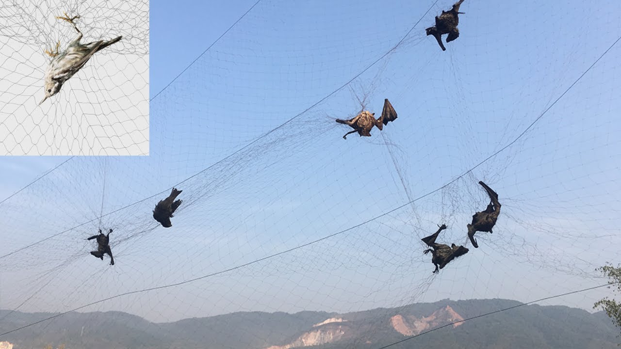 Rede neblina Rede para Capturar Aves Passaros morcegos