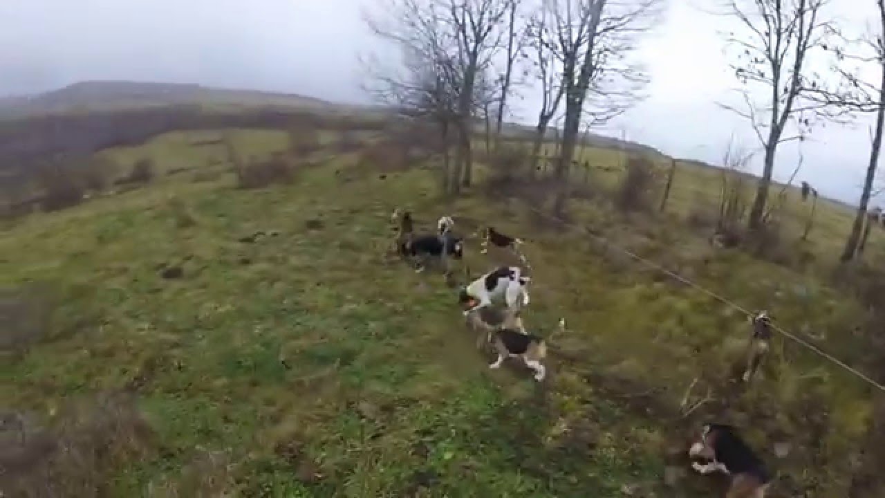chasse au lievre avec des beagles