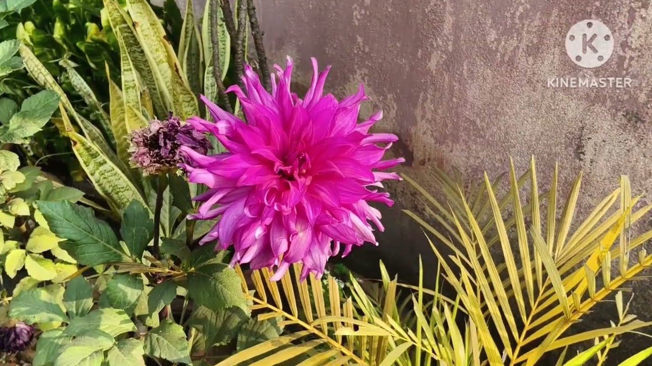  🏡#Home garden🕺#beautiful and  Flower's Plant #naturelovers #video 