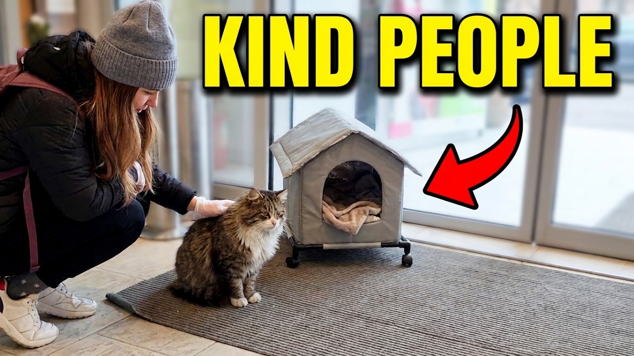 Kind People Gave a Cozy Cat House to a Stray Cat Who Lives Near the Store