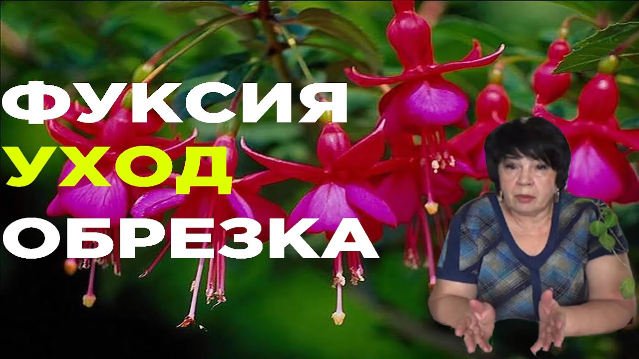 ФУКСИЯ УХОД В ДОМАШНИХ УСЛОВИЯХ