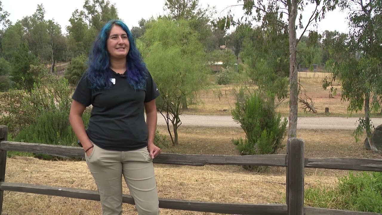 San Diego wildlife experts don bear suits to care for abandoned cub in Ramona