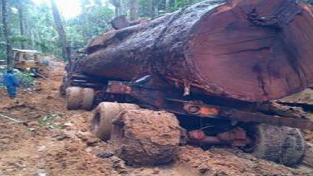 Big truck driving skills carrying Wood Logging in the forest, Biggest Operator Fast Logging Truck