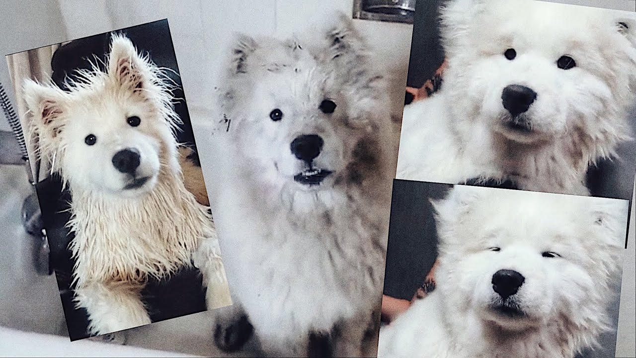 WATCH THIS BEFORE GETTING A SAMOYED PUPPY!! Washing My Samoyed Puppy Start To Finish