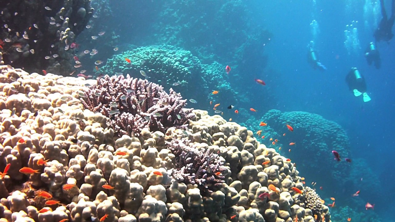 Diving in Marsa Alam / Egypt