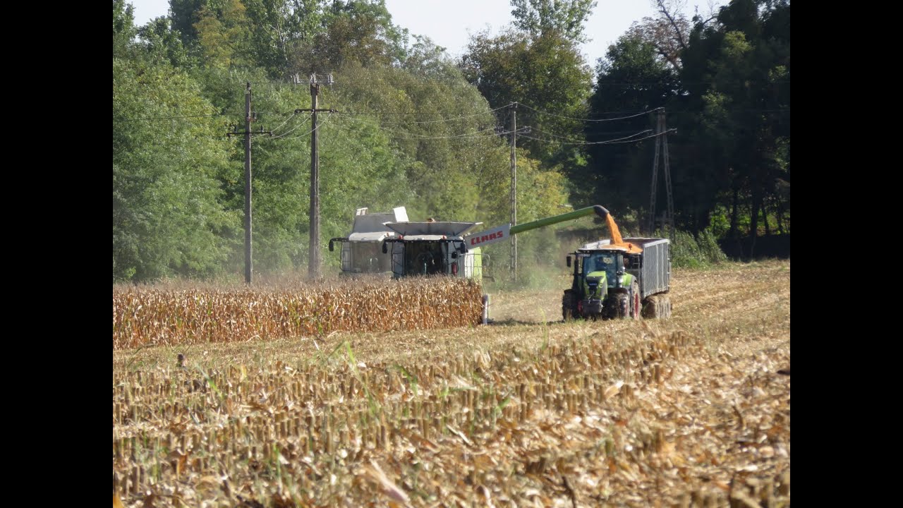 2x Claas Lexion 670, 570 Axion 810 Corn Harvest/Kukorica aratás Palotabozsoki Zrt. 2020