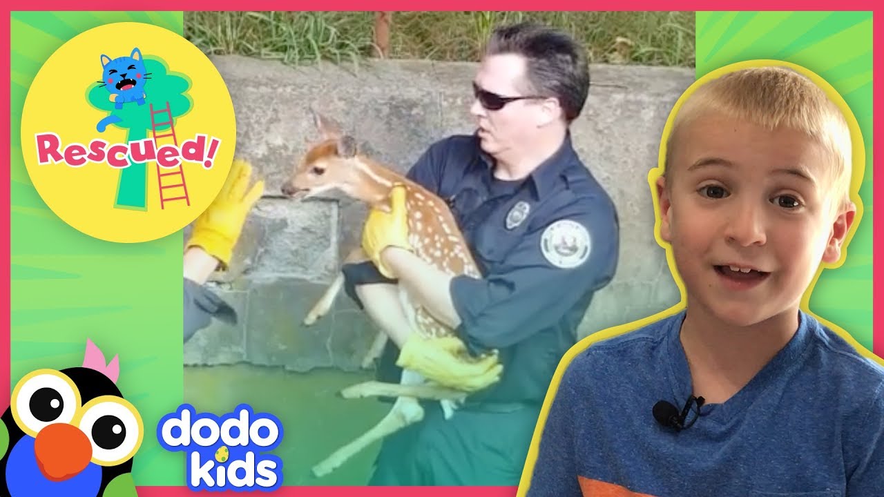 Neighbors Help Baby Deer Who Fell In A Ditch Find His Mom Again | Dodo Kids: Rescued!