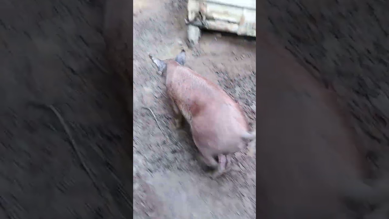 Soltei  porca no mangueirão e ela ficou faceira ...