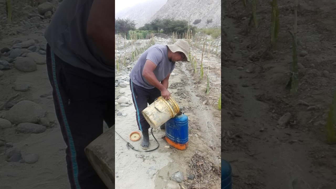 CONTROL DE HONGOS CON SULFATO DE COBRE EN EL CULTIVO DE PITAHAYA EN BARRANCA