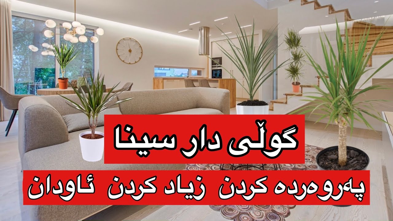 زانیاری لەسەر گوڵی دار سینا ، پەروەردە كردن ، ئاودان ، شوێنی دانان ، زیاد كردن #rahelaziz #youtube