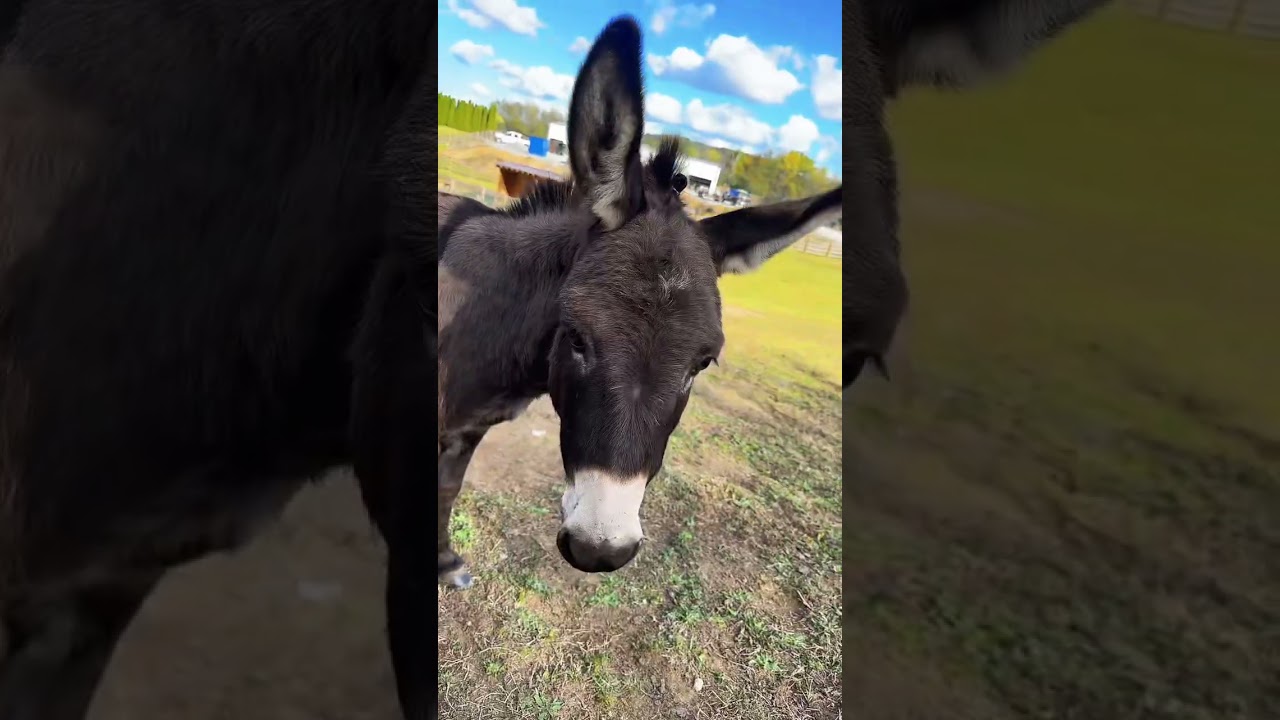 Mini donkey bun #minidonkey