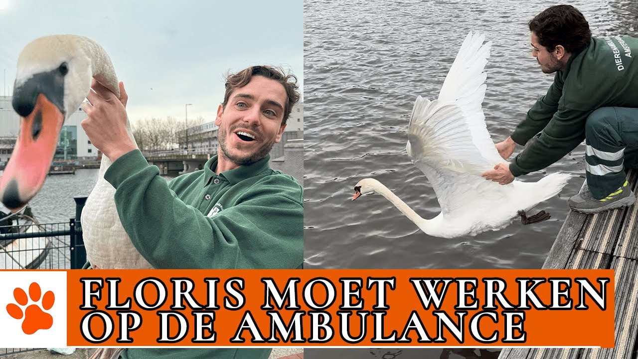 Deze zwaan moest gered worden!!! | DierenpraatTV