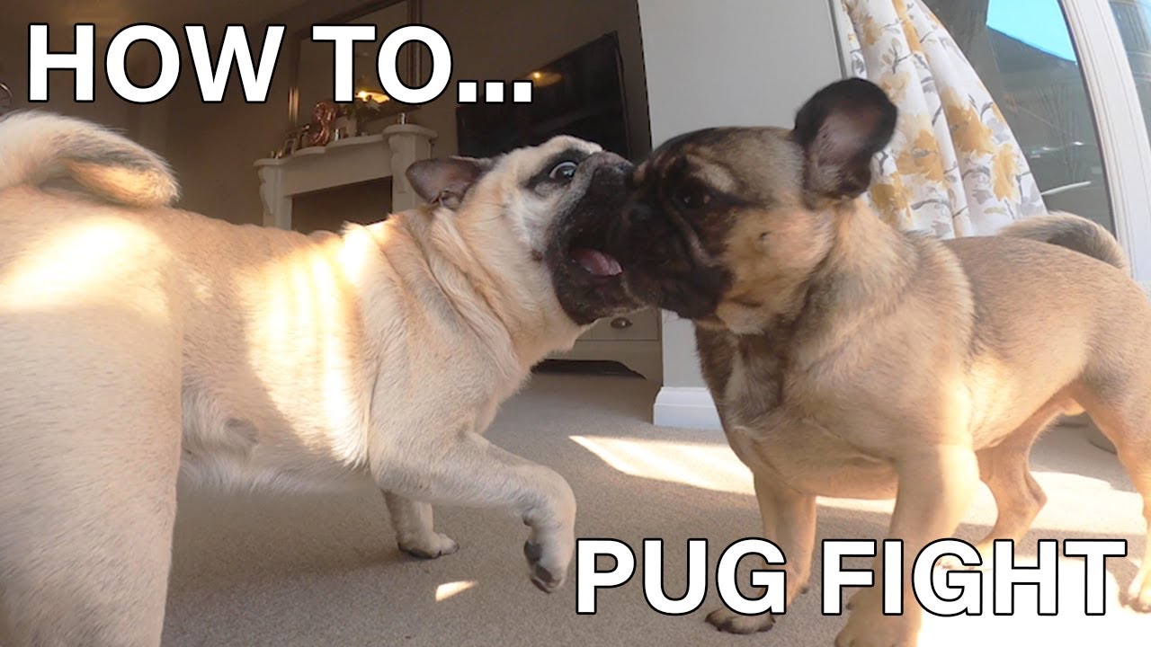 How to... PUG FIGHT! Cutest Pug fights EVER!! 🐶💪🏼