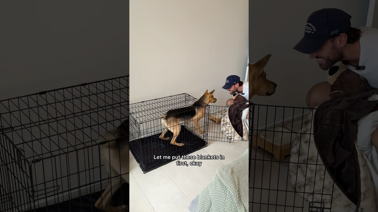 Rescue pup gets protective over his crate