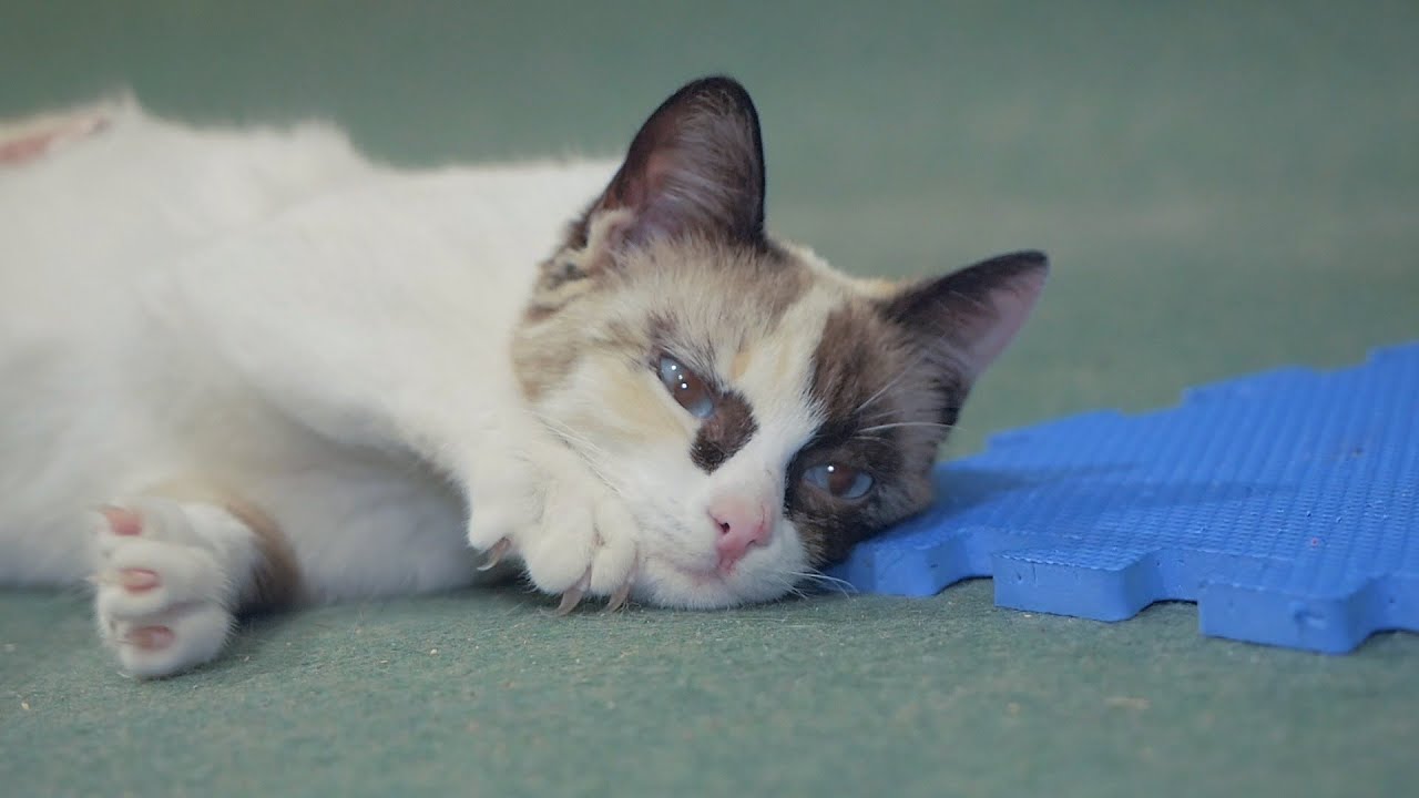 Kitten Thrown Out By Her Owners Is Feeling Better