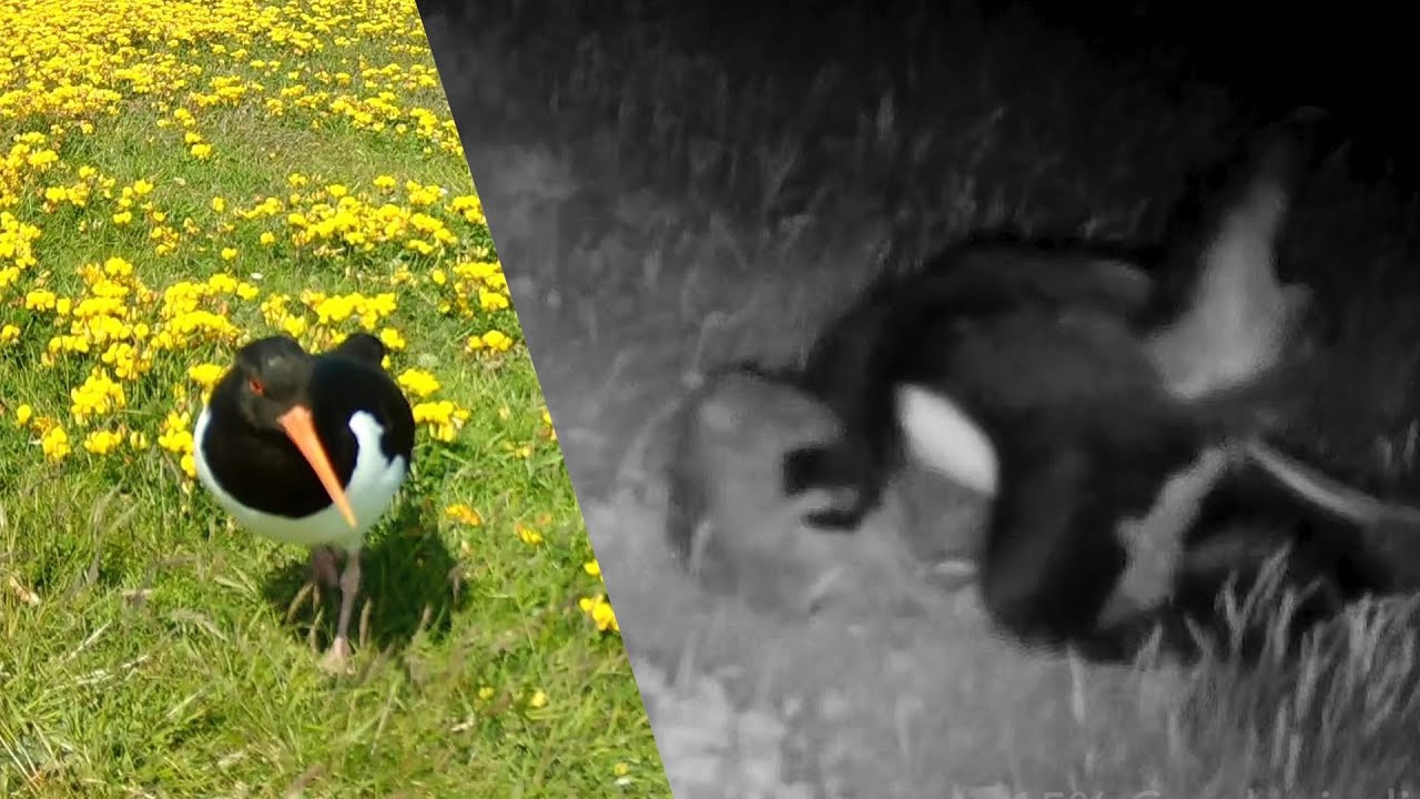 Austernfischer - und Ratten, Hooge 2023