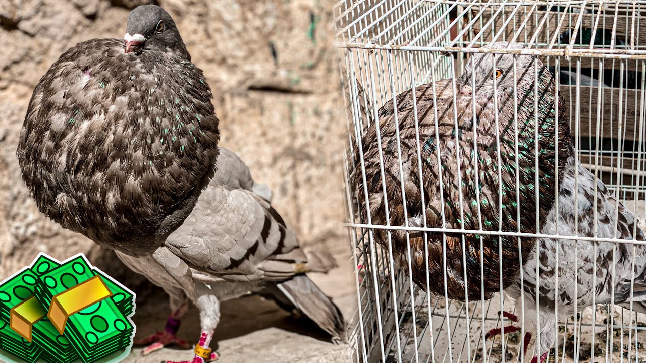 تمن حمام نفاخ في سوق الحمام باب الكيسة فاس 🤑