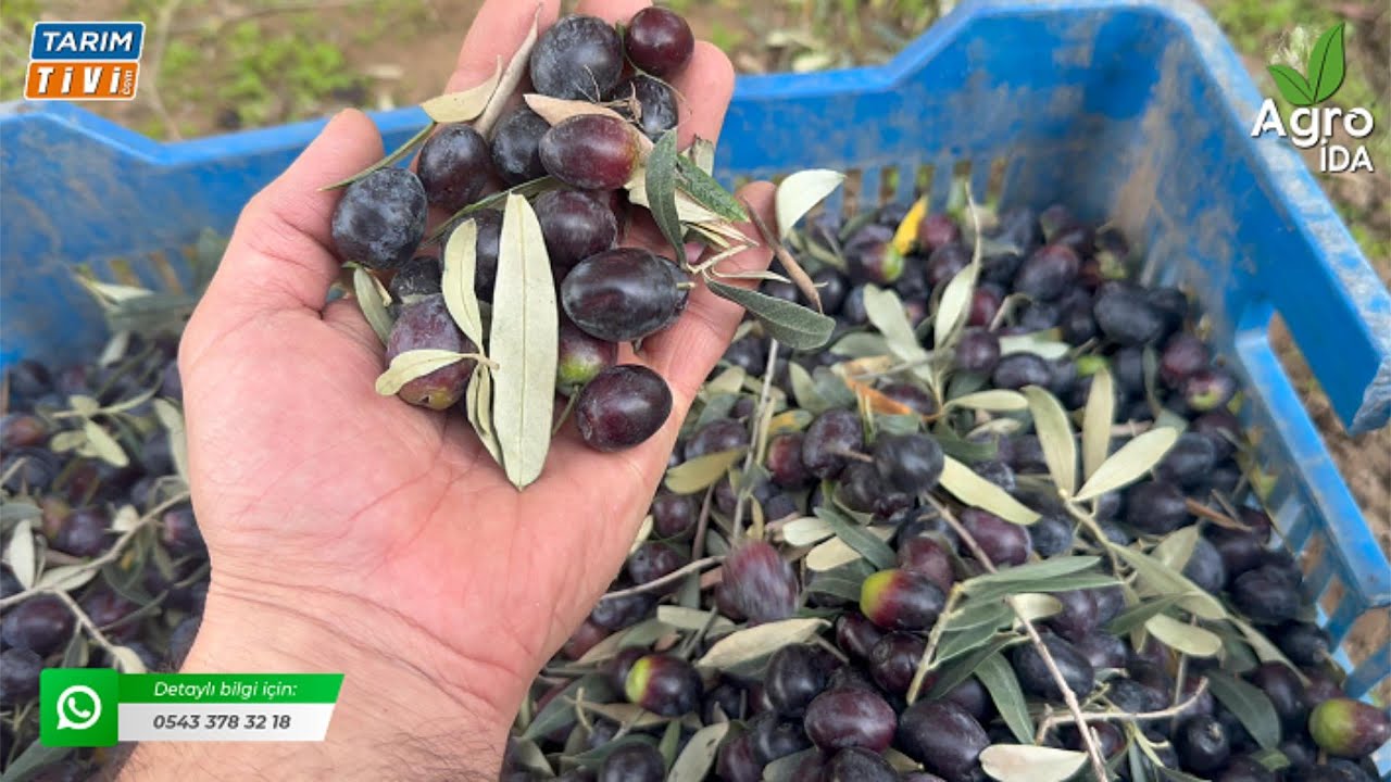 Zeytinde Yok Yılında Tam Verim! Agroida İle Mümkün! #zeytin #zeytinyağı